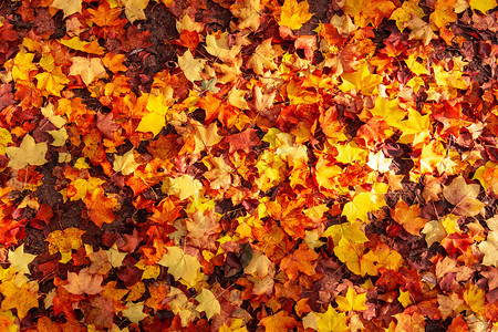 秋叶背景秋叶树叶高清图片素材