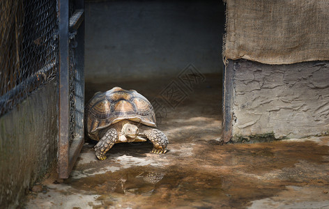非洲刺激的乌龟关闭在农场动物园行走的海龟图片