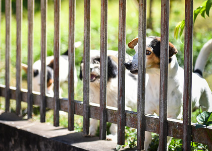 外面看的狗在家前院栅栏上等房主悲伤的狗宠物图片