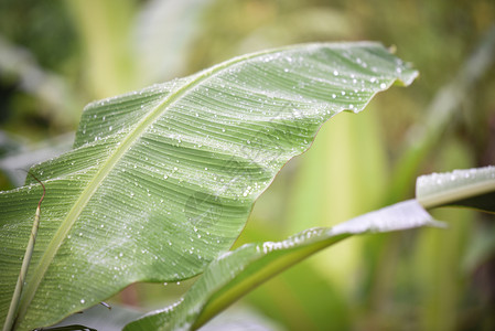 雨后降水的香蕉叶图片