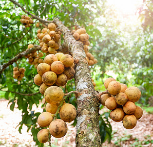 寄生物果园热带水中的树上兰萨德或龙贡水果图片