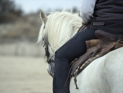 骑马的男子正在海滩上训练她的马图片