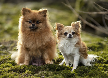 坐在苔藓上的两只小狗图片