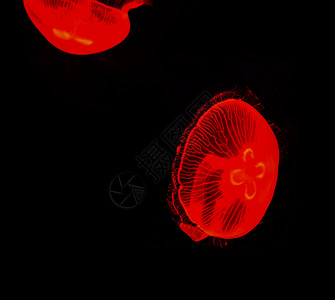 红色水母海月球水母红在黑底的海洋生物中游背景