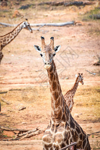 夏日在狩猎公园的非洲长颈鹿野生动物图片