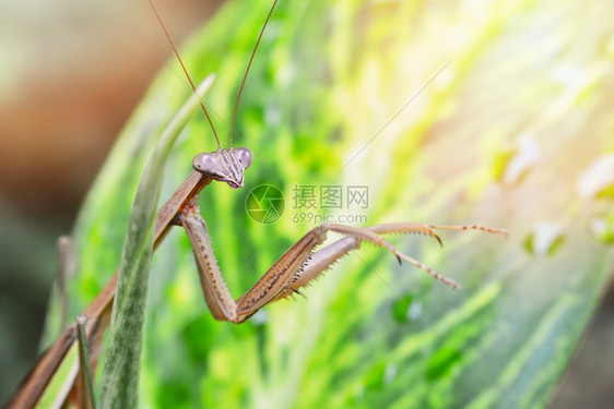 绿叶自然背景有趣的昆虫图片