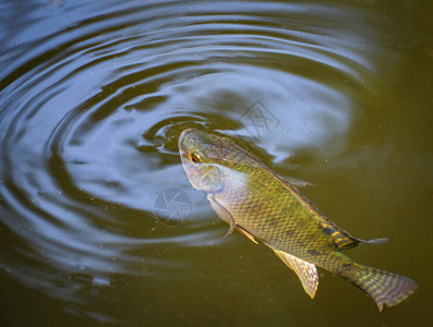 在水河中浮游于表面的蒂拉皮亚鱼在夏季日以天然氧为生淡水鱼类图片
