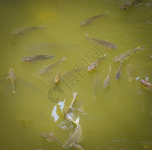 在水河中浮游于表面的蒂拉皮亚鱼在夏季日淡水鱼类中活在氧气的自然中图片