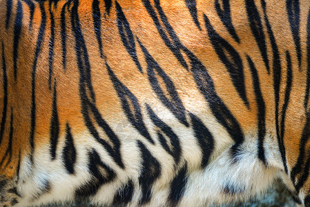 黑虎虾仁老虎图案美丽的真实孟加拉虎纹理皮肤背景黑橙色条纹图案背景