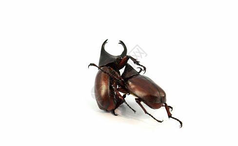 白甲虫与隔离的战斗图片