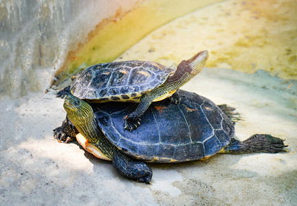 公园庭可爱海龟的池塘农场动物园条纹颈海龟图片