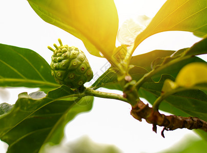 诺尼水果草药树上新鲜的诺尼果药其他名称GreatMorindaBeachmulberry图片