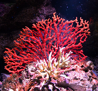 海洋生物水下图片