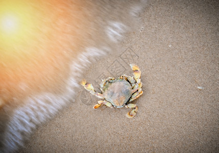 沙滩上的贝壳和海螃蟹造成的水污染图片