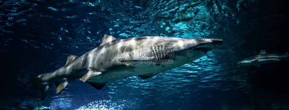 海洋中生物牙齿鲨鱼照片海洋水下图片