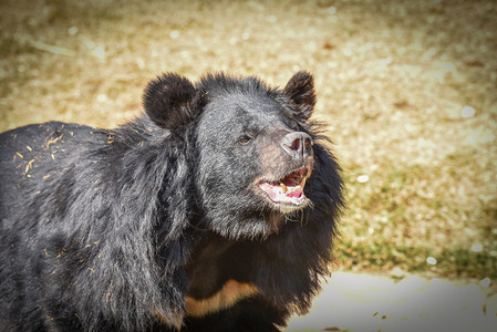 亚裔黑熊在夏天放松图片