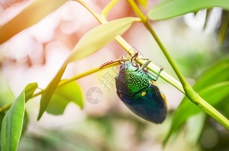 金螳螂素材孤立的生物学高清图片