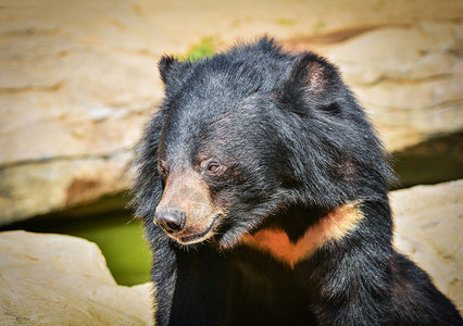 夏日亚洲黑熊在水池附近放松图片