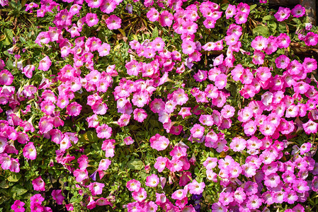 紫或粉红花朵在春天园的朵图片