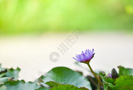 莲花在莲池中盛开自然界背景图片