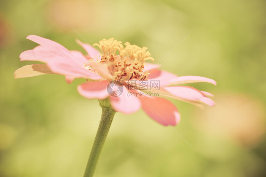 近的花朵粉色辛尼亚以自然本底古花的颜色开图片