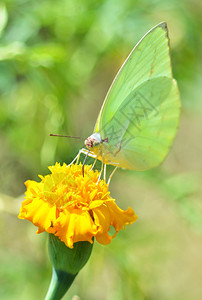 绿蝴蝶在花园自然背景中以黄色花冠喂养的绿蝴蝶图片