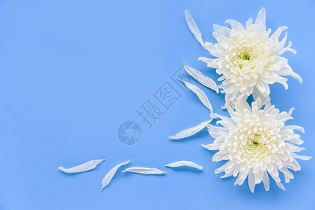 蓝色背景的鲜白菊花图片