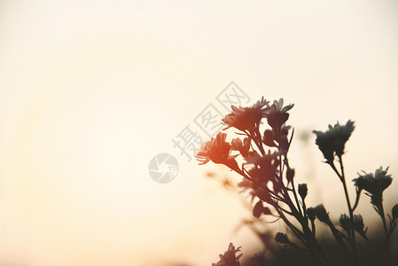 日落或出自然背景时的鲜花光环图片