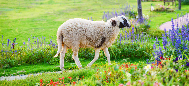牧羊场绿地上的草夏季日牧羊场有美丽的流动花园和农业图片