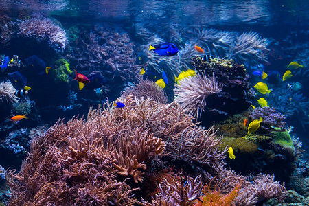 珊瑚礁和热带鱼类图片