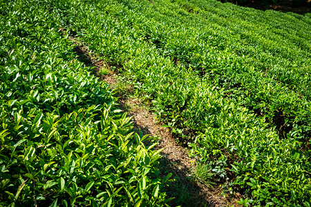 春天的绿色茶叶农场种植园图片