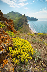 海山泉湾坡上的黄花自然景观的构成图片