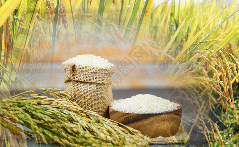 泰国水稻白在碗上和麻袋生茉米大谷物并有稻田种植地背景农产品耳用于亚洲粮食图片