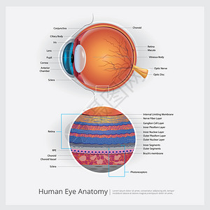 人类眼解剖矢量说明图片