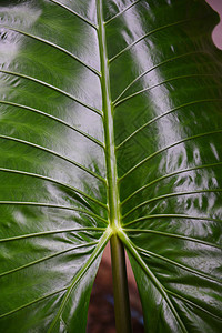 绿叶图案背景热带森林中的巨型塔罗绿叶热带森林中的植物水杂草阿洛卡西亚耳大象叶图片
