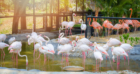 野生物保护区水池上的粉红白色鸟群高清图片