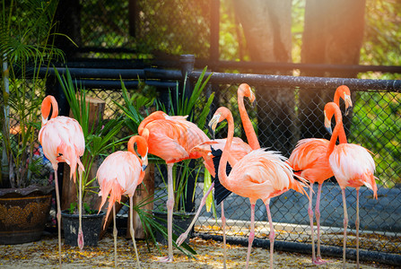 CarribbeanFlamamingo鸟养殖场野生动物保护区中的橙色大火烈鸟群图片