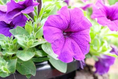 紫色或粉红花朵在春天园背景中开图片