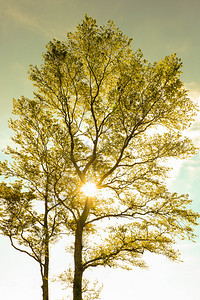 阳光照耀在树上黄色的天空背景图片