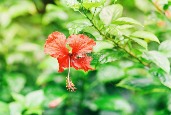 热带花园背景的树上盛开红色花朵玫瑰中文图片