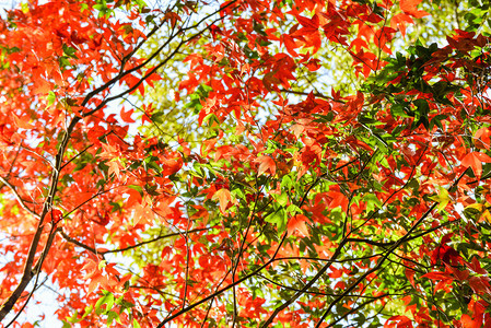 林叶的颜色变化风景自然图片