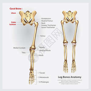 人类解剖腿骨矢量图插画