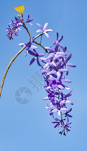 蓝色天空背景的紫花朵蓝天空背景的花朵图片