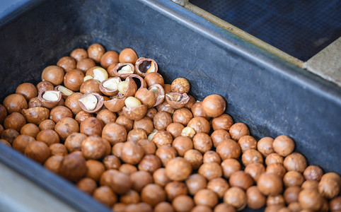 从天然高蛋白质中喷出的干新鲜马卡达尼坚果用于干燥图片