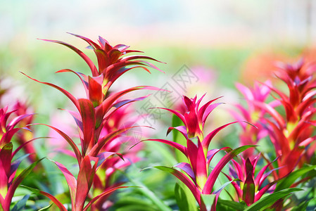 花园中的热带植物花育苗背景中的多彩布罗米亚农场装饰图片