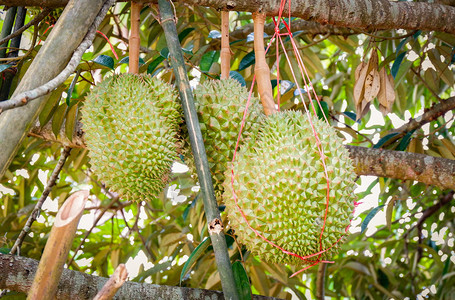 在果园丁树苗上种植新鲜的durian热带新果实图片