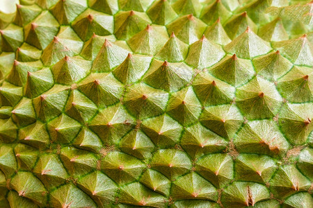 Durian皮肤关闭热带水果质地背景图片