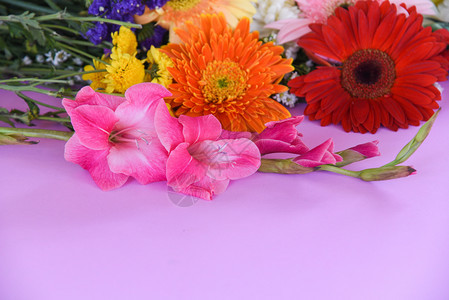美丽的花朵多彩的Gerbera和Gladiolus春花以粉红背景装饰图片