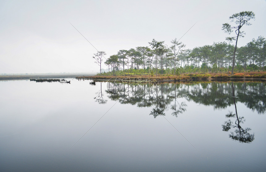 树背景为松潮湿天气暗淡树木在河流湖上反射图片