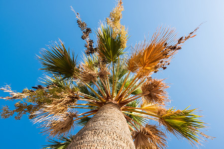 蓝天棕榈树热带海滩背景图片
